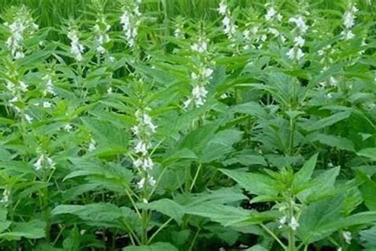 芝麻追肥用什么肥料 什么时间施更合适