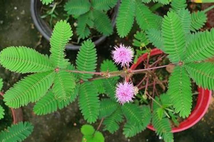 怎样给茄子施西安腐植酸水溶肥效果好？