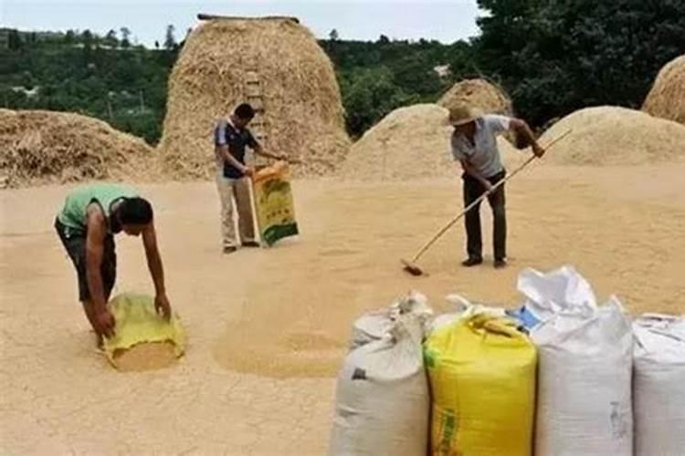 水稻一亩地用多少钾肥