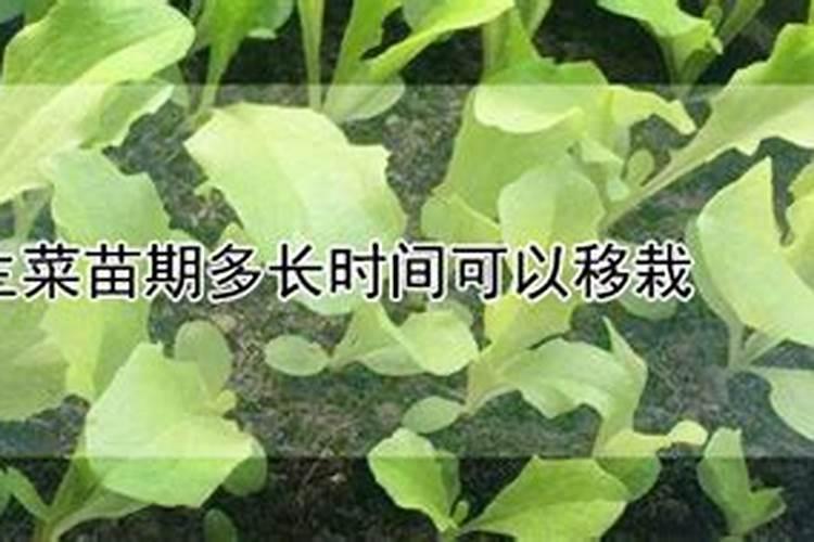 生菜种苗多久施肥 生菜种植多长时间需要施肥