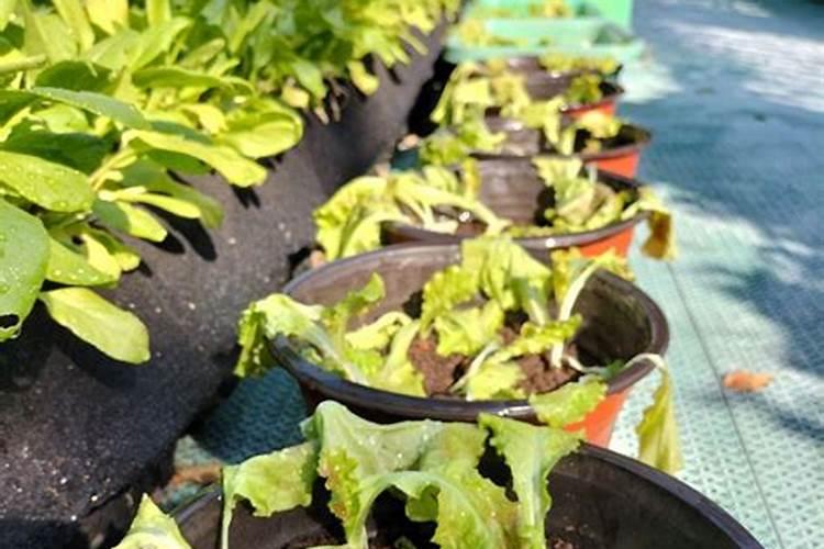 家庭种植生菜一般生长到多大施肥