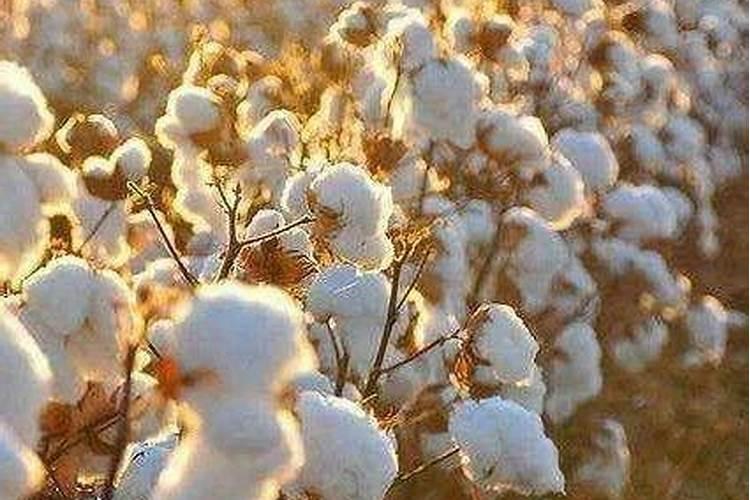 水稻氮肥过多该怎么办