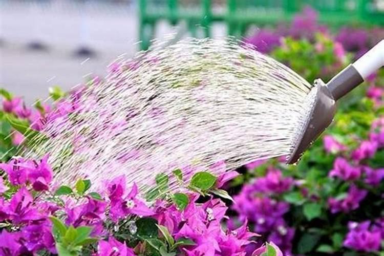 磷酸二氢钾怎么浇花