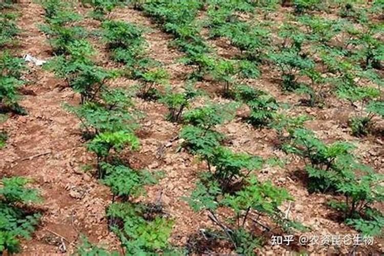 一亩地能产多少斤蔬菜一年,？