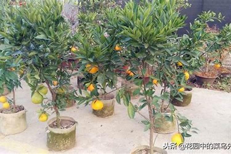 丑橘的种植方法