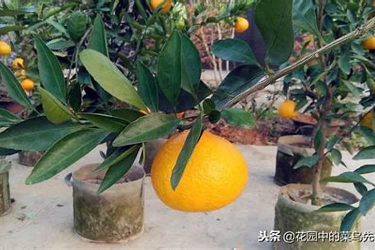 不知火丑柑坐果后新梢变细,应该怎么补救？