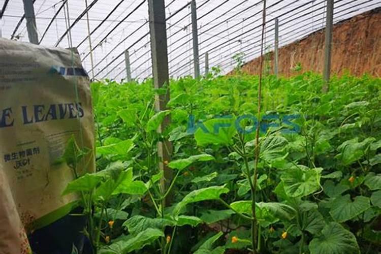 碳酸氢铵能否随水冲施(碳铵可以浇水时冲施使用吗)