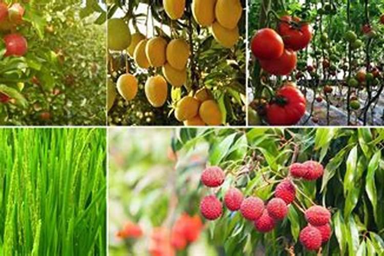 大棚种植茄子需要什么肥料