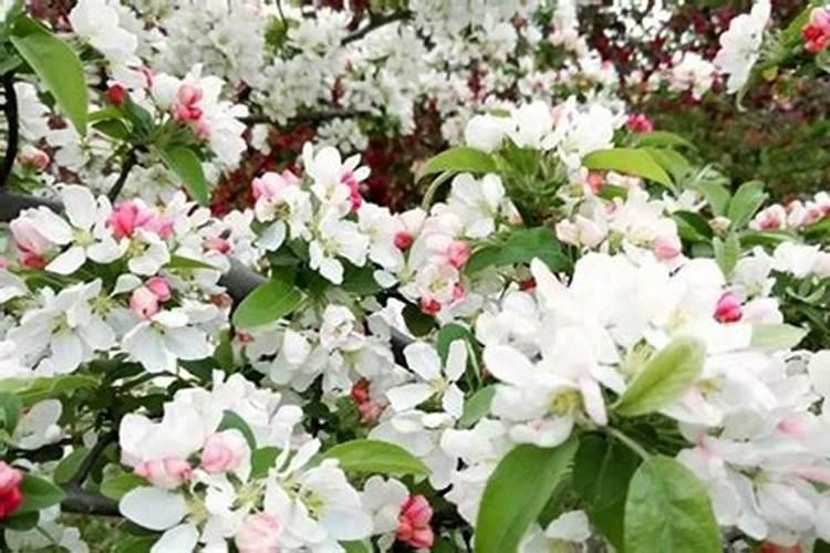 苹果树花蕾期可以喷氮肥吗？