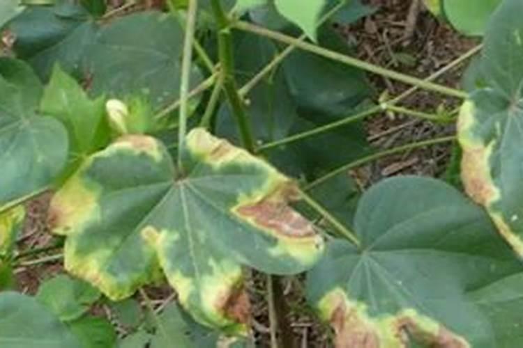 棉花想要高产应该如何施肥？棉花高产施肥技术!