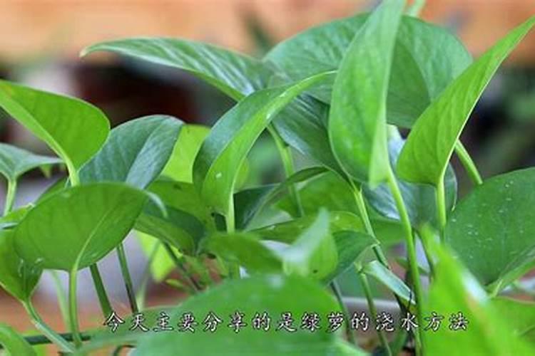 绿萝怎么施肥养才能更旺盛