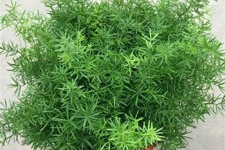 文竹能浇茶水不？什么茶的水？