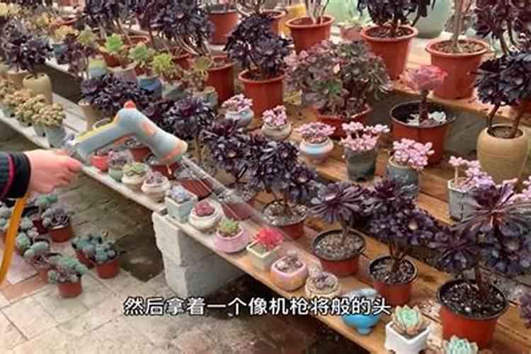 多肉每个月交几次水合适？