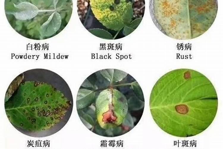 多肉适合哪些肥料