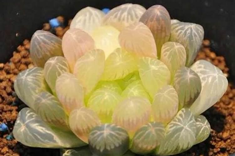 磷酸钙是什么肥料？有机肥怎么做的？