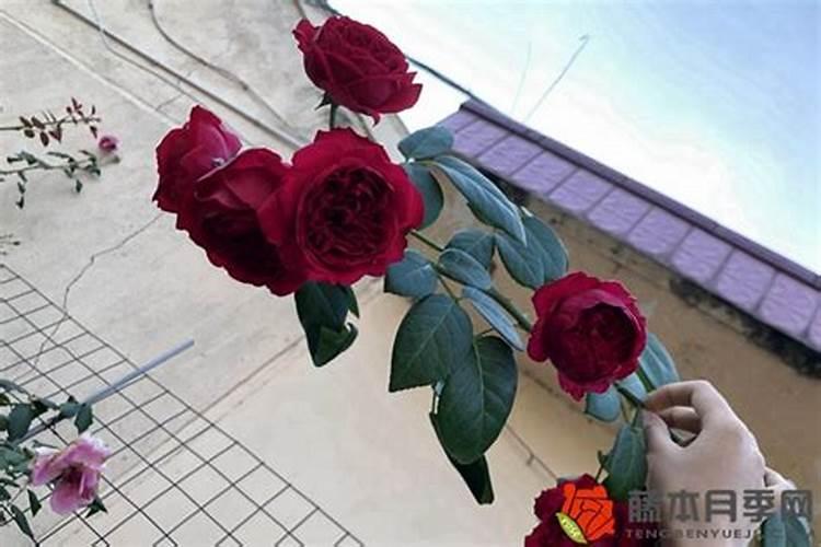 玫瑰花施什么肥最好