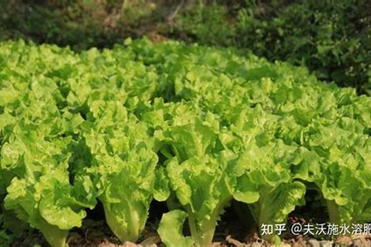 西红柿打什么药长得好又高产