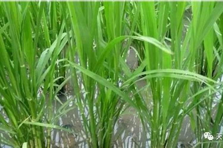 种西红柿用什么肥料最好