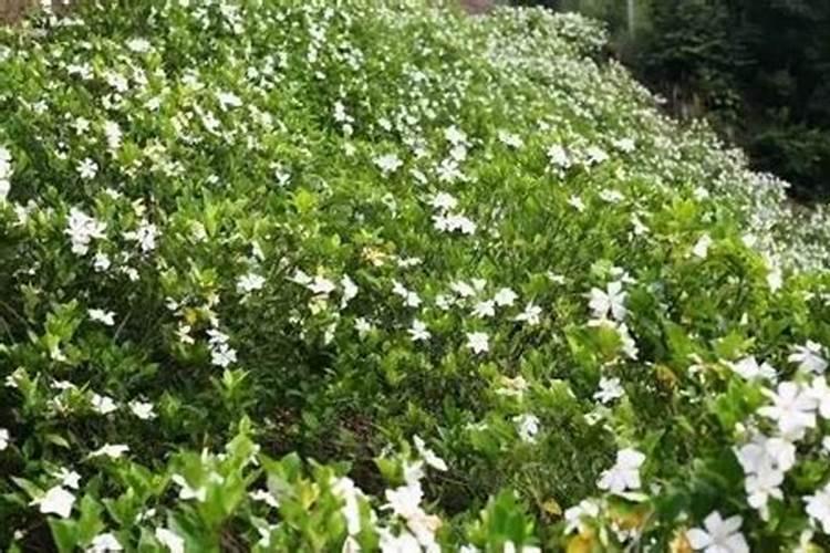 鸡蛋皮泡水是否可以浇米兰茉莉栀子花卉？