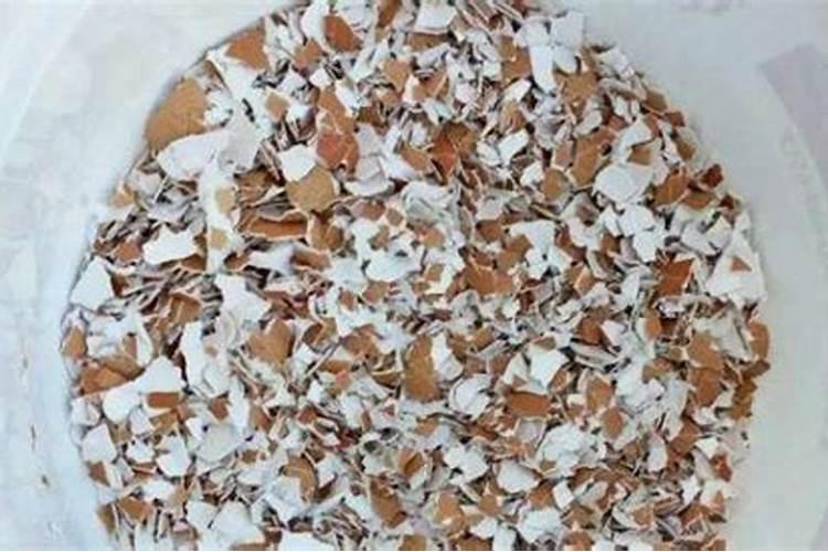 用什么可以代替肥料浇花  自制养花肥料