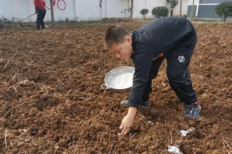 地里撒了复合肥要过多久才能种菜