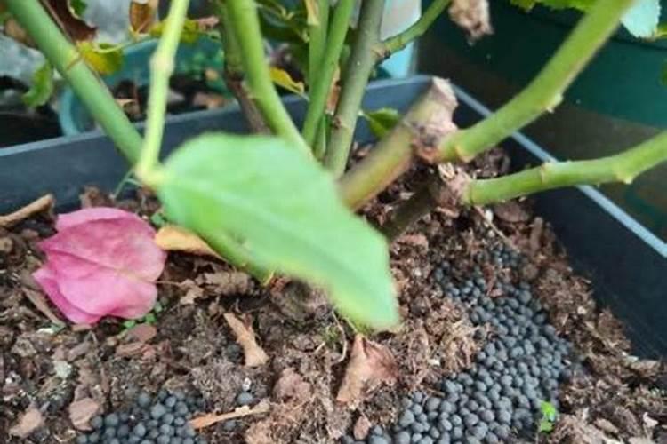 鱼蛋白肥料质量差别都很大,怎样挑选质量好的鱼蛋白肥料？