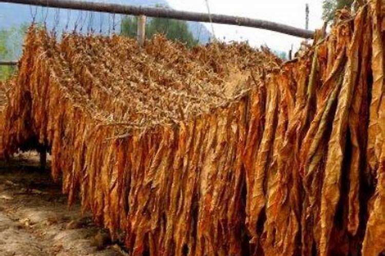 烟草分几种类型？