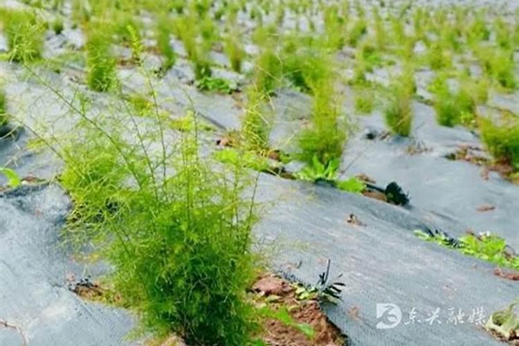 种植天冬施什么肥料好？种植天冬过程中怎么避免硫和氯不超标？