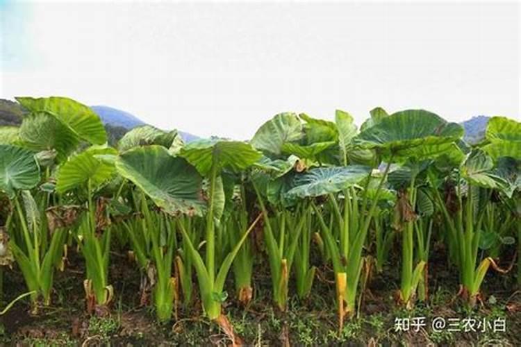 水稻分蘖过多怎么办 怎么施肥好