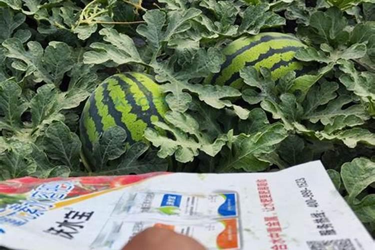 二三月给苹果树上啥肥料