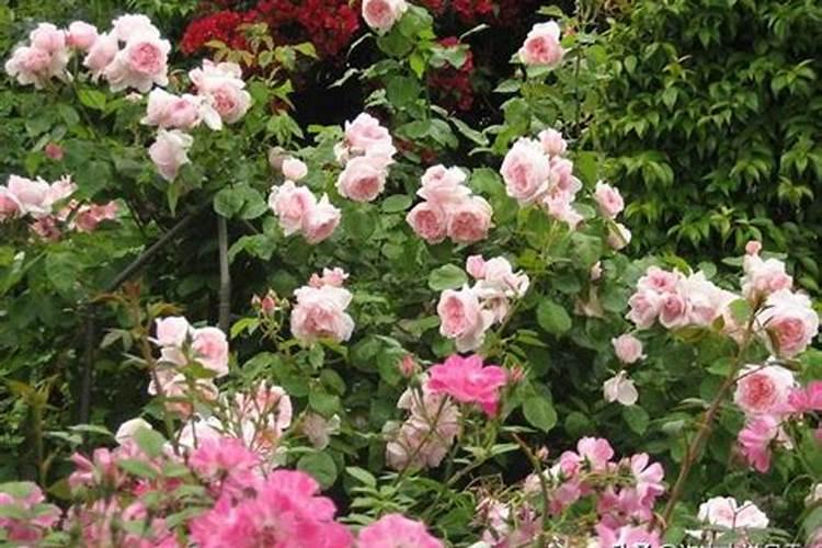 月季花花期可以施肥吗
