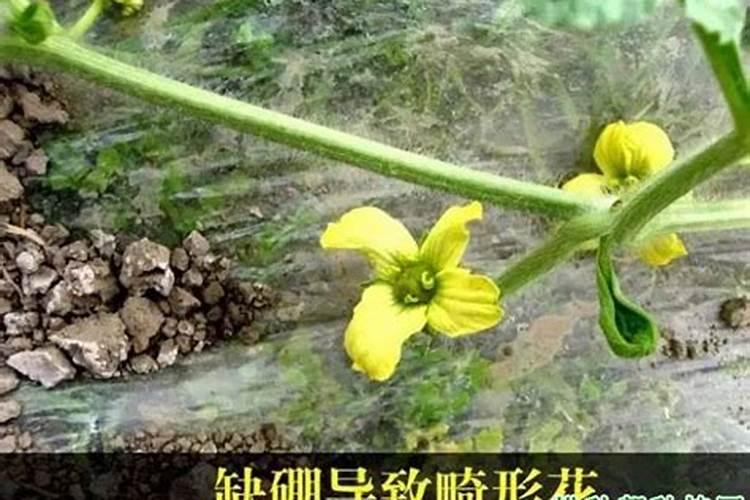 如何种植提高西瓜产量和品质？