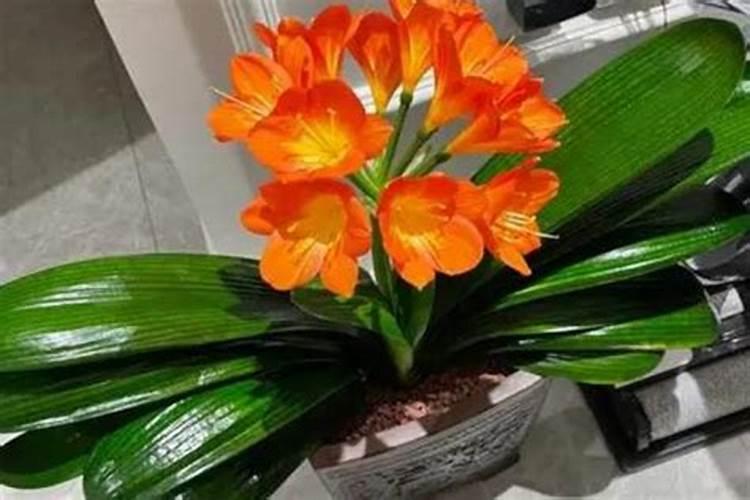 地膜花生该如何施肥？