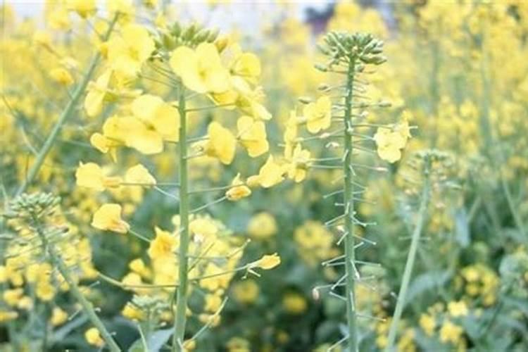 [油菜缺硼的症状、原因及防治对策] 油菜缺硼症状