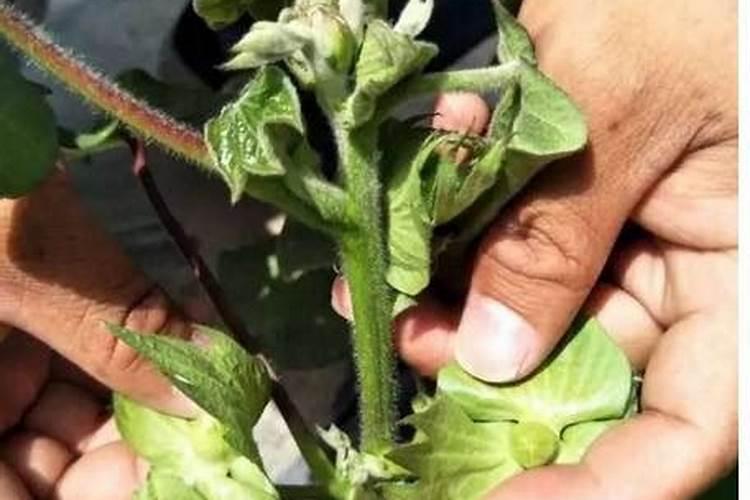 龙眼花期喷什么药保花保果