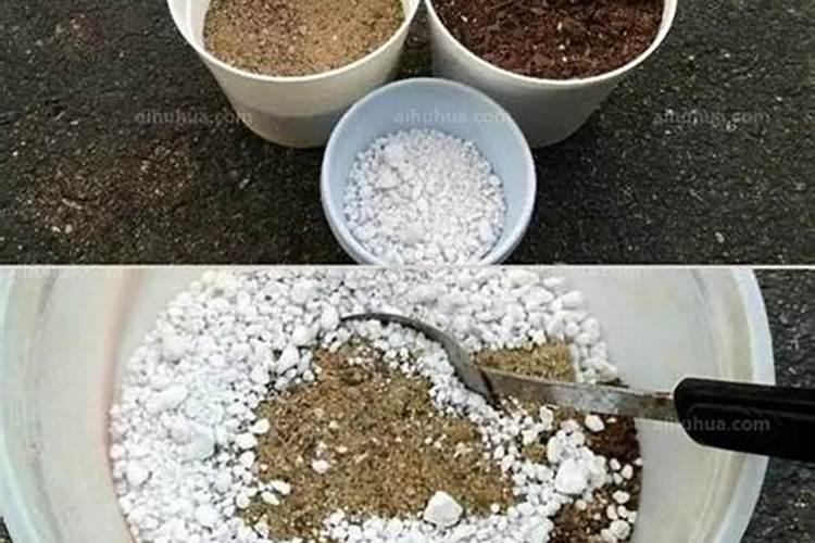 草莓树怎么养