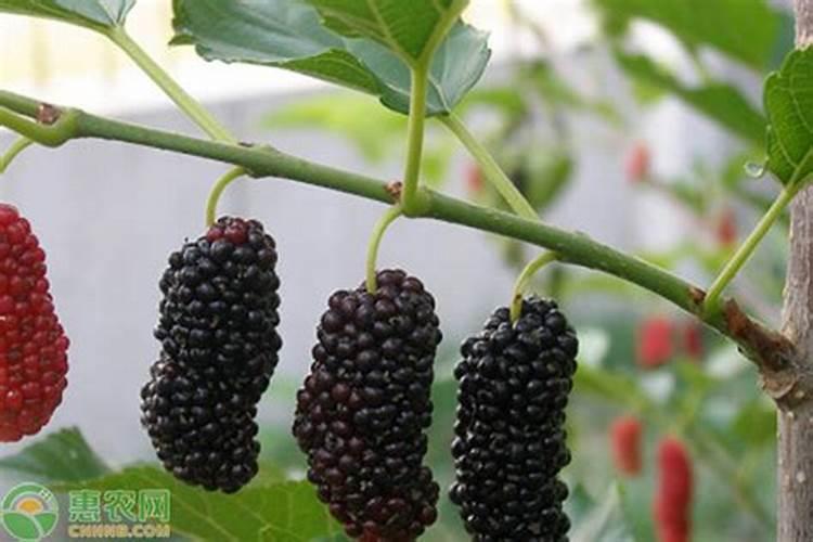氮肥在植物上的作用和功效