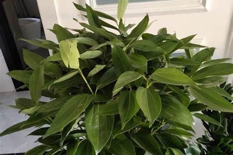 李子树开花结果喜欢长虫没烂打什么药？