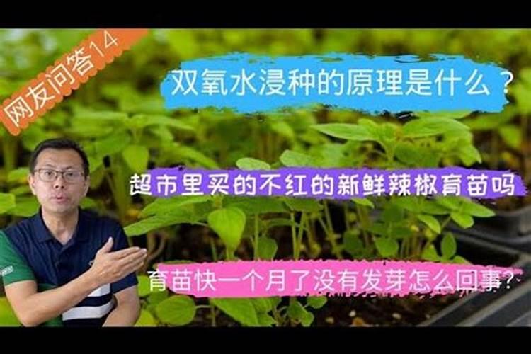 龙牙草临床应用