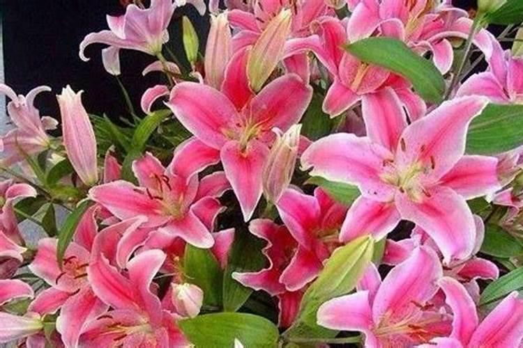 如何给百合花施肥