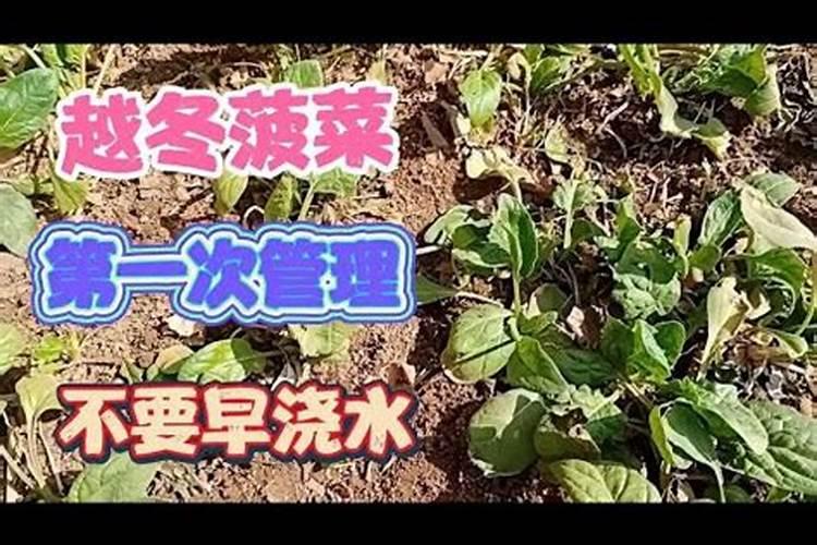 杏树什么时候浇水施肥 方法是什么