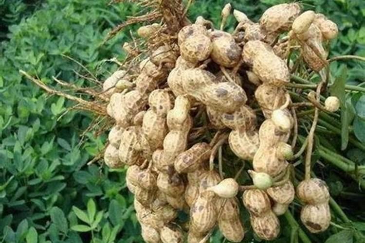 种植大豆,花生等豆科植物时,不需要是使用氮肥的原因是( )