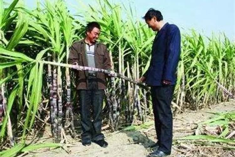 种甘蔗用什么肥料做底肥