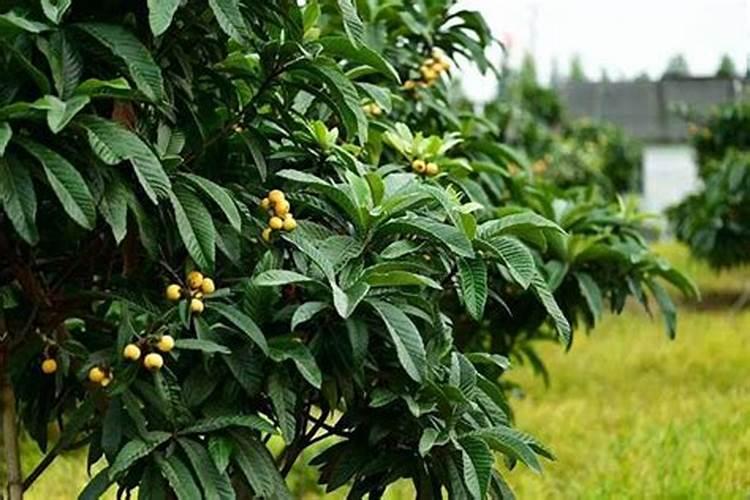 枇杷施肥绝密配方