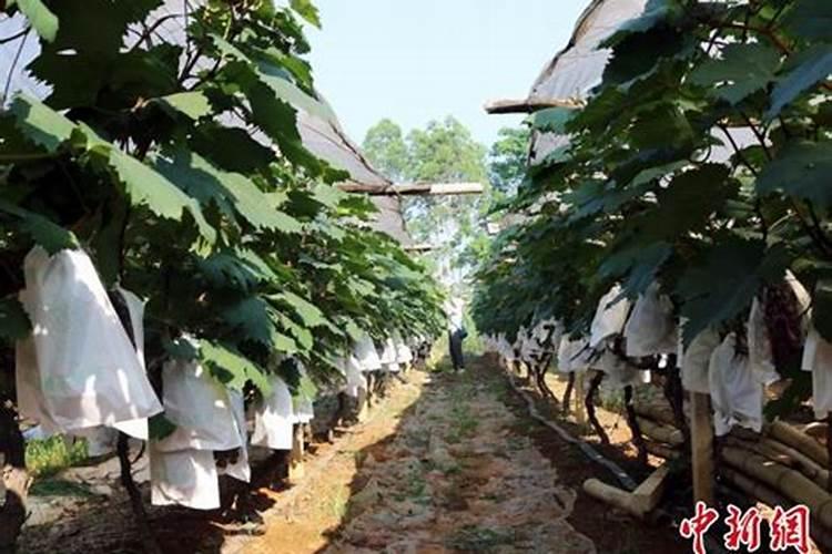 种葡萄用什么肥料？