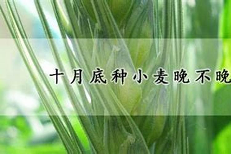 小麦控旺能加芸苔素吗