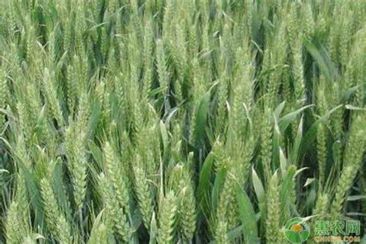 复合肥种小麦需要买氮磷钾含量多少的