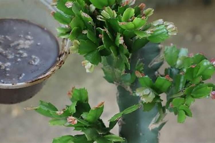 冰菜种植技术与管理