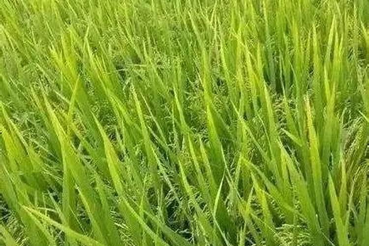 水稻后期能用钾肥吗