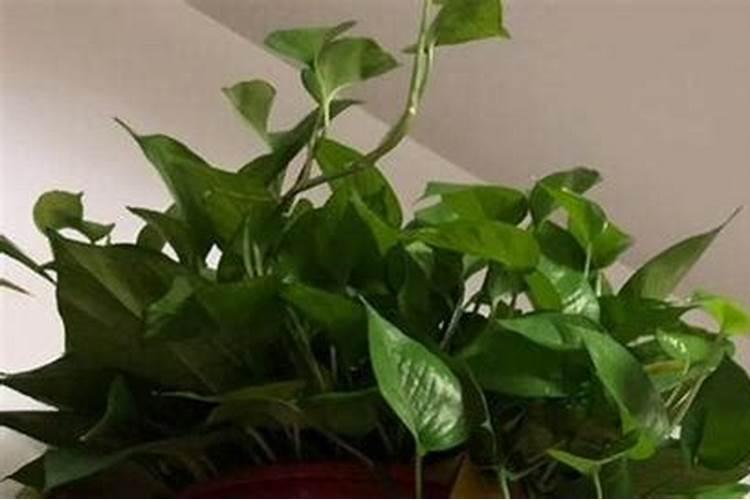 如何辨别水溶肥料的好坏
